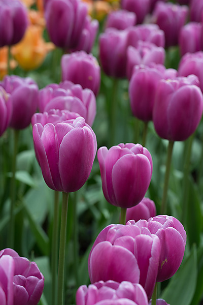 Purple Lord Tulips