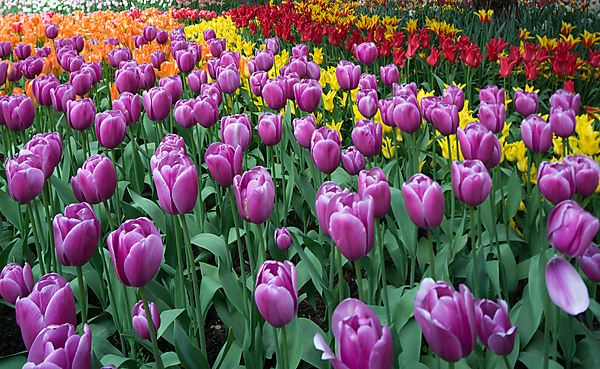 Purple Lord Tulips