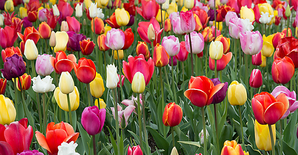 Multi-Colored Tulip Garden