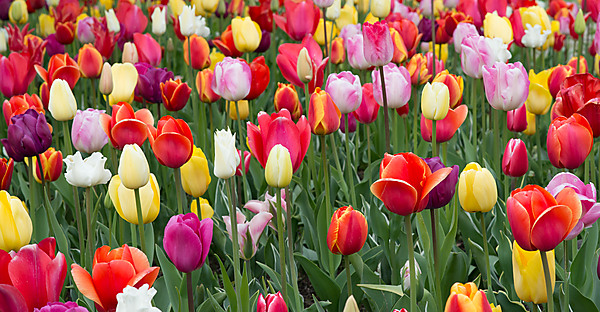 RoozenGaarde Garden -- Skagit Valley Tulip Festival