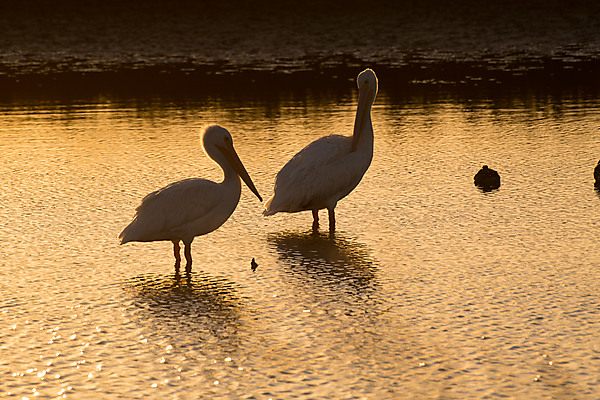 Two Pelicans at Sunset