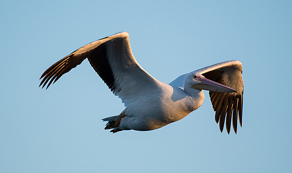 American Pelican In-Flight