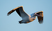 American Pelicans - September 2017