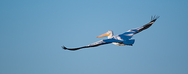 American Pelican In-Flight