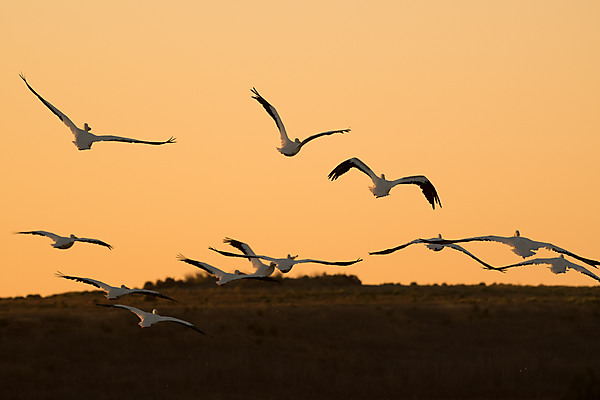 Group of American Pelicans In-Flgiht at Sunset