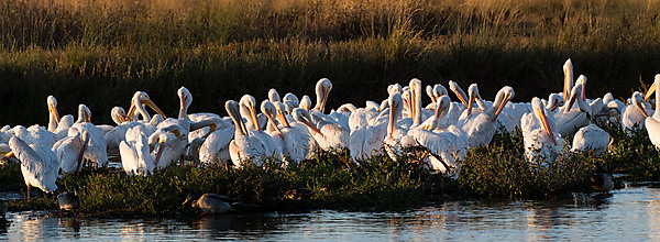Group of American Pelicans