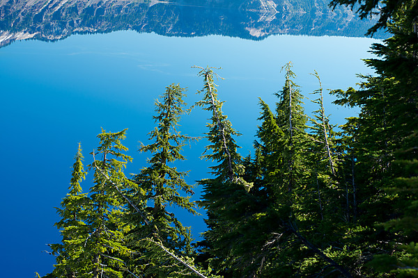 Trees in Front of Crater Lake