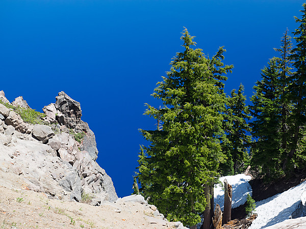 Tree in Front of Crater Lake