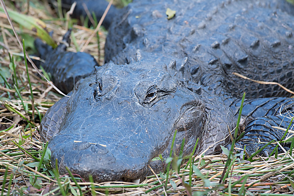 American Alligator