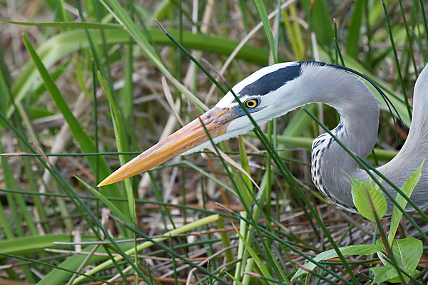 Great Blue Heron