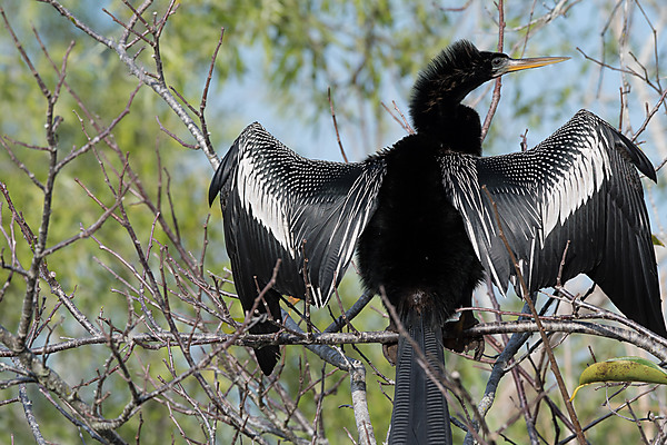 Anhinga (male)