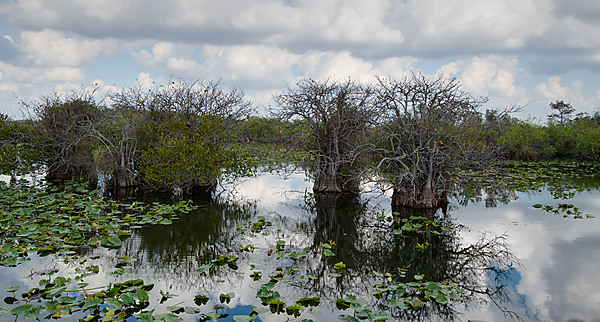 Mangroves at Royal Palms