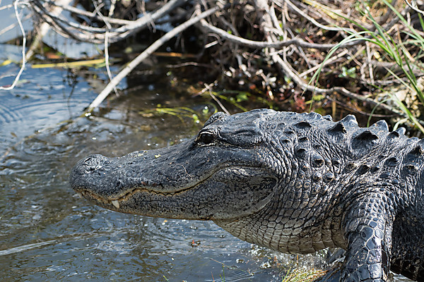 American Alligator