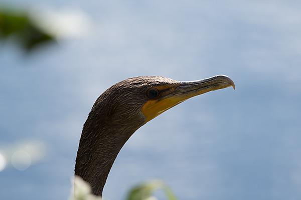 Everglades Bird