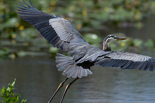 Great Blue Heron in Flight