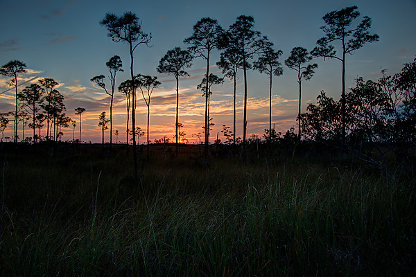 Cypress Trees At Sunset