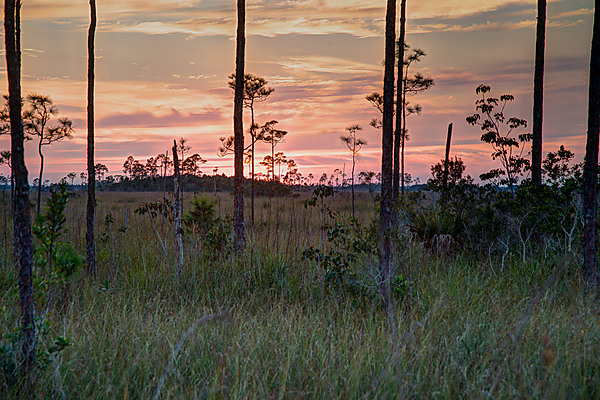 Everglades Sunset