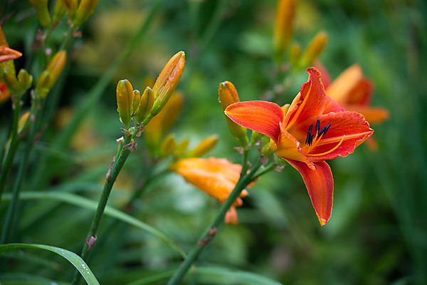 Orange Lilly