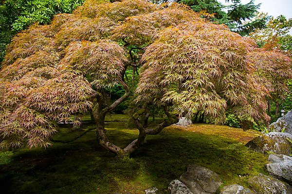 Japanese Maple