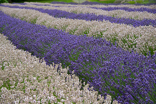 Rows of Lavender