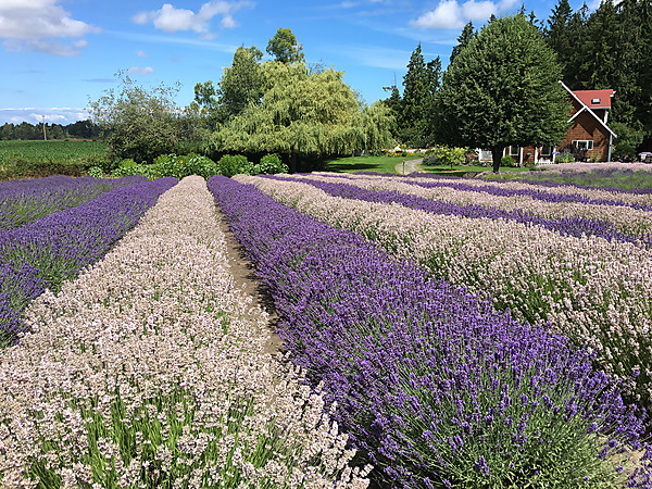 Rows of Lavender