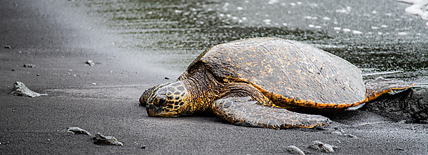 Hawaiian Honu | Green Sea Turtle