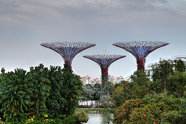 Supertrees, Gardens by the Bay