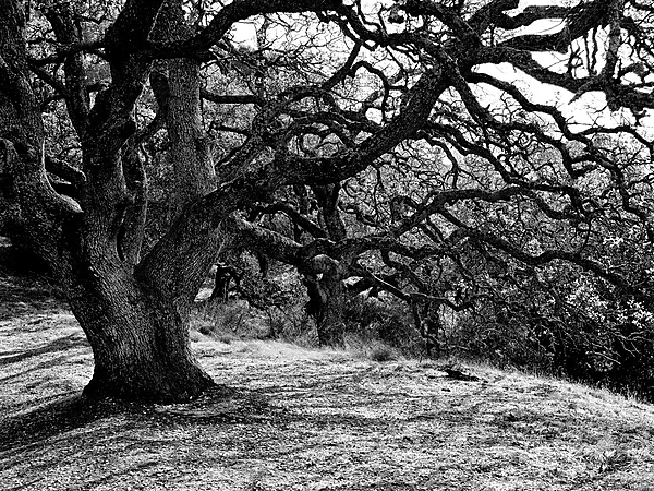 California Oak Tree