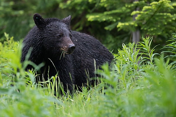 Black Bear