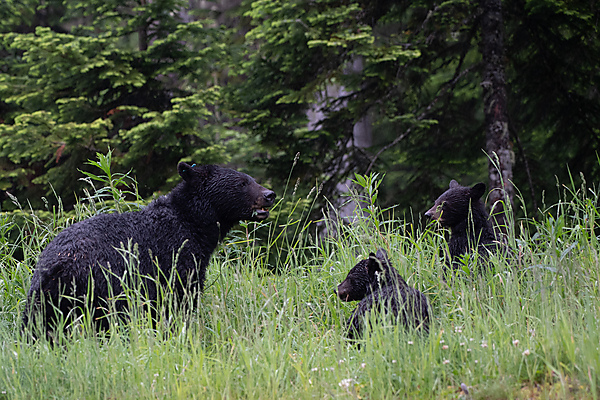 Black Bear and Cubs