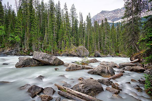 Confluence of Yoho and Kicking Horse RIver