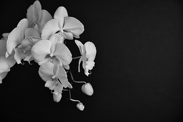 White Orchid