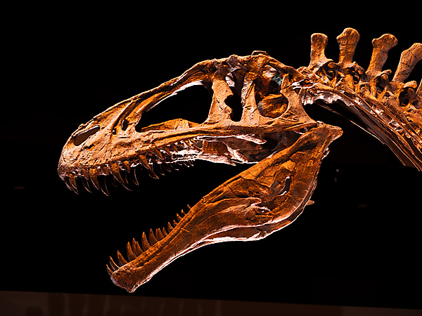 Tyrannosaurus Rex Skeleton