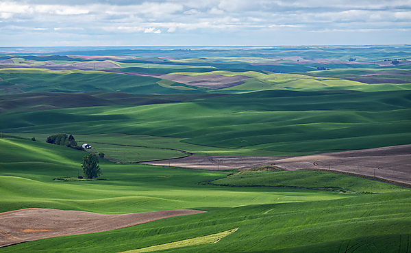 View From Steptoe Butte