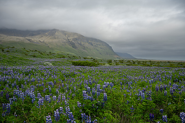 Lupines