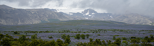Hill Covered In Nootka lupines