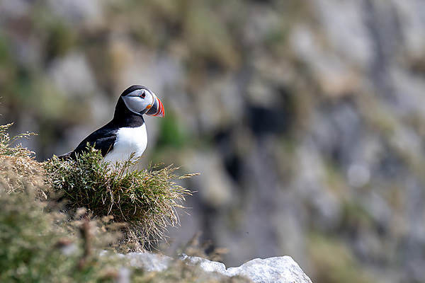 Puffin at Dyrhólaey