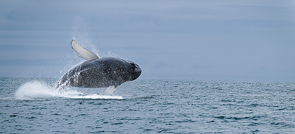 Whale Breaching