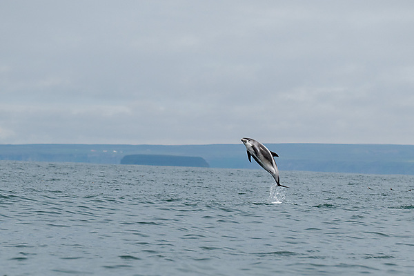 Dolphin Jumping