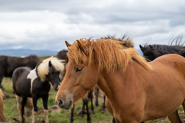 Icelandic Horse
