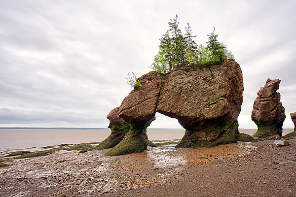 Hopewell Rocks, Low Tide