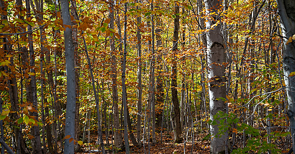 Fall Colors in the Eastern Townships