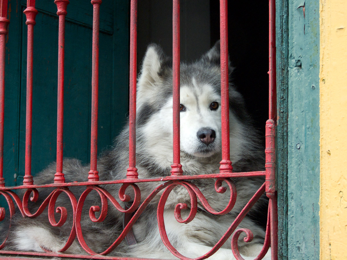Dog Behind Wrought Iron Gate