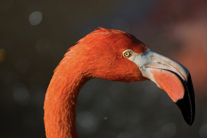 Flamingo at Sea World
