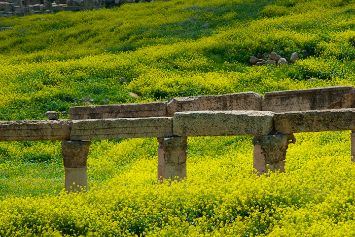 Columns among flowers - Jerash