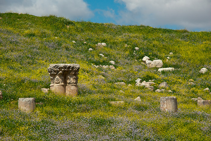 Column top among flowers - Jerash