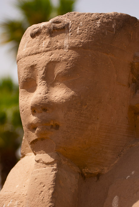 Sphinx at Luxor Temple