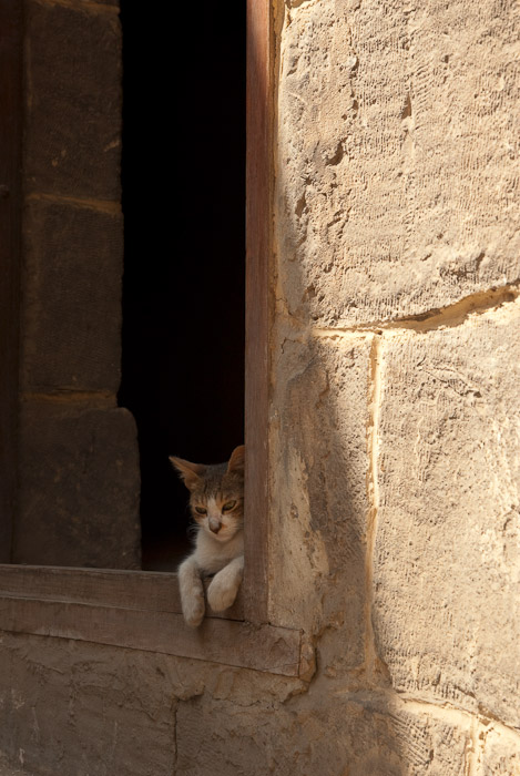Cat in Islamic Cairo