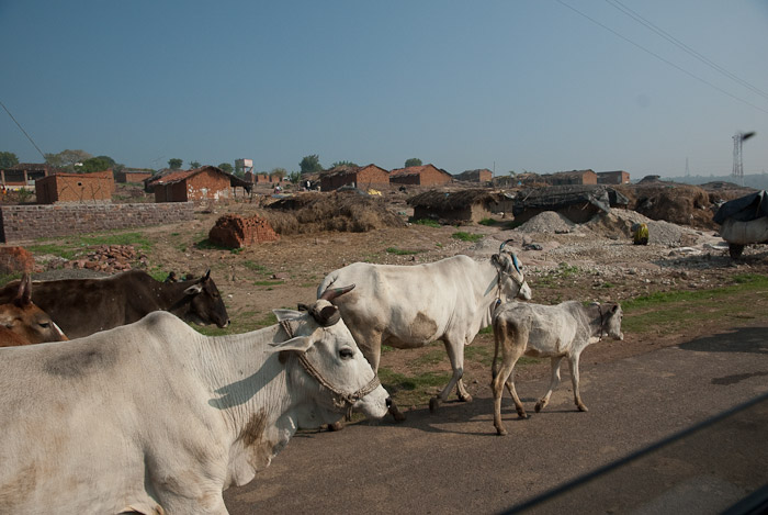 cows, Bhojpur