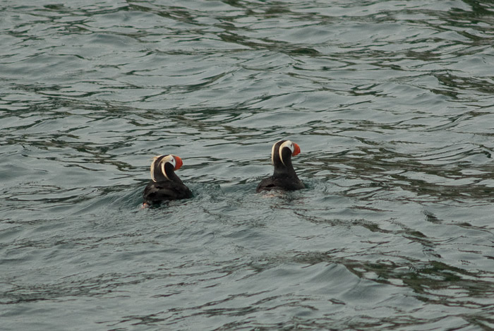 Two Puffins Swimming